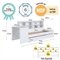 Cama Infanto Juvenil Cv032 Montessoriana Com Auxiliar E Escrivaninha Em Mdp Branco